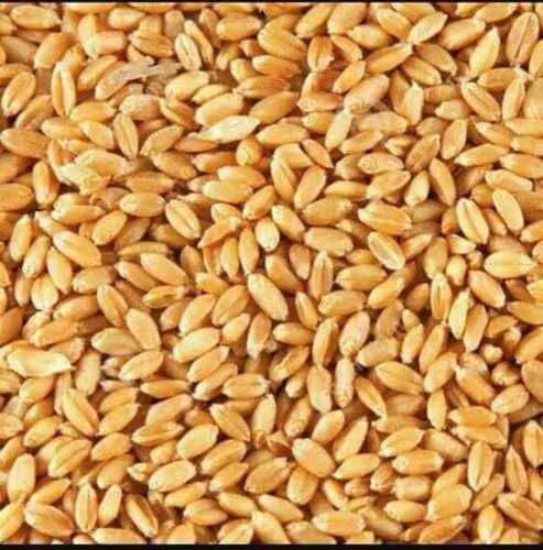 Good In Taste Easy To Digest Lokwan Wheat