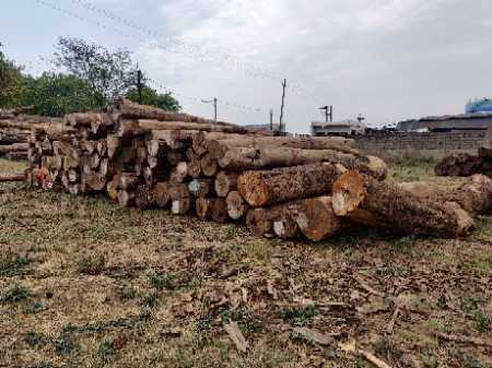 Ebony (Black Ebony) Wood Logs Suppliers, Wholesalers, Exporters