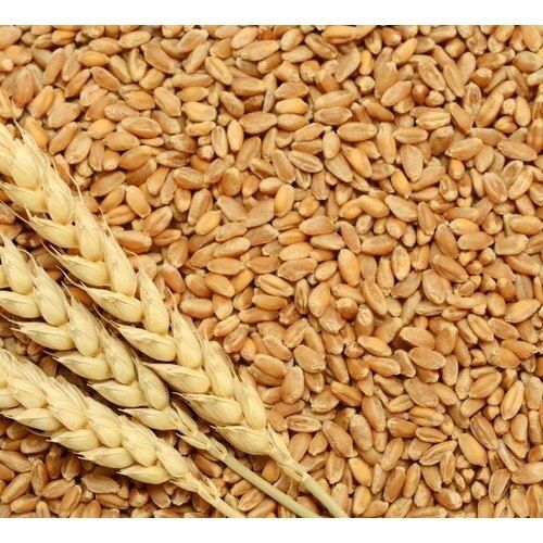 Brown Wheat Grains