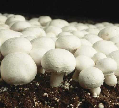 Button Mushroom Used In Cooking(3.1 G Per 100g Protein)
