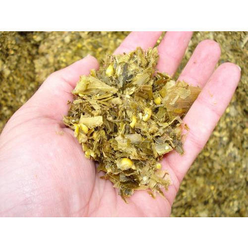 Pure Natural Corn Silage For Animal