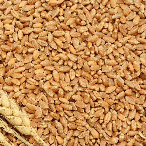 Sun Dried Brown Wheat Grains