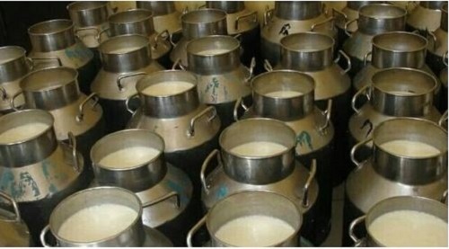 Organic Cow's Milk - 4.7% Fat, 900 Grams | 100% Pure, Fresh, Rich In Calcium & Protein, Great Taste For All Ages
