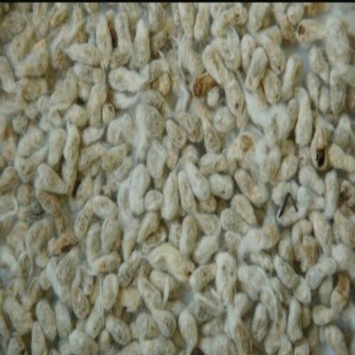 Natural And Healthy Animal Feed Use Cotton Seed