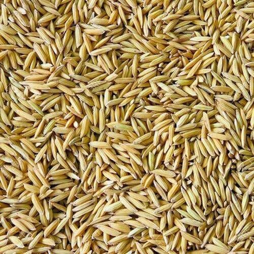 Organic Cultivated Dried Fresh Medium Grain Paddy Rice