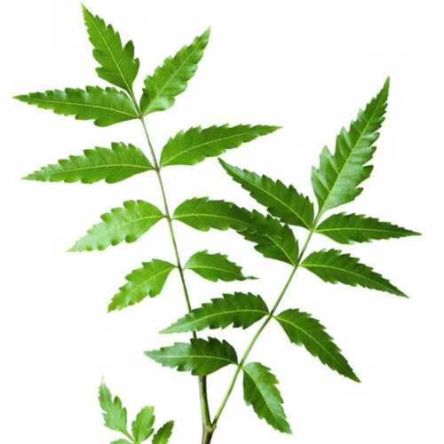 Neem Leaves Frequency (Mhz): 50 Hertz (Hz)