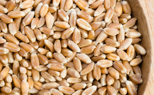 25 किलोग्राम 99% सामान्य रूप से उगाया जाने वाला शुद्ध और जैविक गेहूं का दाना टूटा हुआ (%): 2%