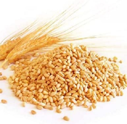 25 किलोग्राम 99 प्रतिशत शुद्ध और ऑर्गेनिक सूखे गेहूं के दाने का पैक