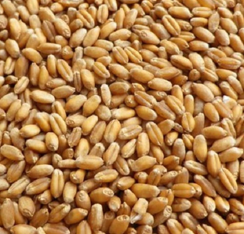 Pure And Natural Commonly Cultivated Food Grade Wheat Grain 