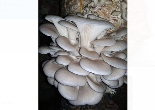 A Grade Pure Pesticide Free Fresh Oyster White Mushroom 