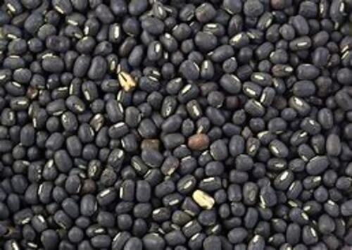 Gray Rich In Nutrients And Good For Lifestyle Small Pure Dry Black Gram Beans