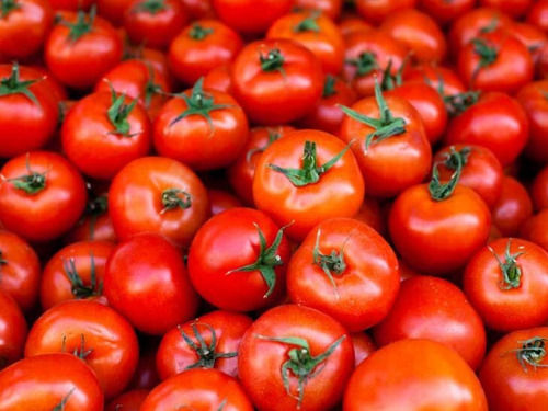 1 Kg Nutrient Enriched A Grade Pure And Fresh Red Tomatoes Grade: 10/20