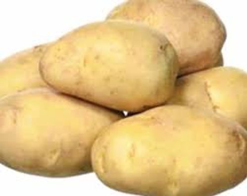 100 Percent Organic And Farm Fresh A Grade Irregular Shape Potato