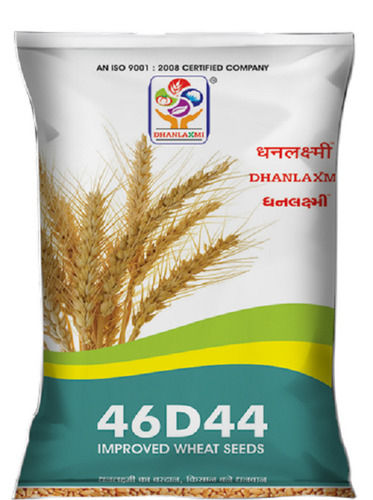 100 Percent Pure And Organic Fresh Dhanlaxmi Improved Wheat Seeds