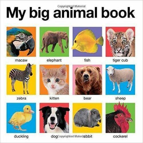 Bold Images With Bold Photographs English Language For Children And Kids My Big Animal Board Book