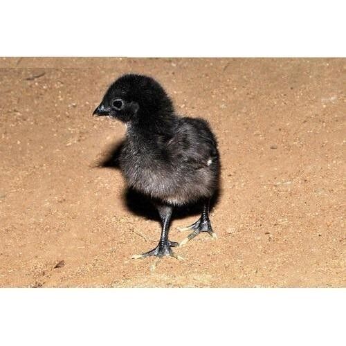 Farm Fresh One Day Old Baby Kadaknath Black Chicks