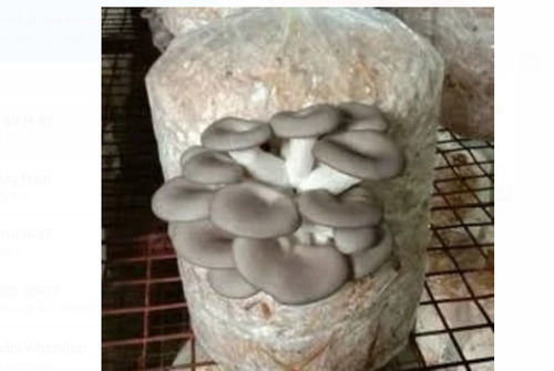 Whole White And Brown Food Grade 1 Kilogram Raw Fresh Oyster Mushroom 