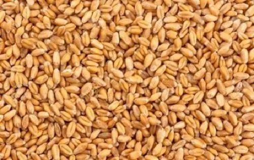 High Quality A Grade Dried Common Cultivated Whole Wheat Grain