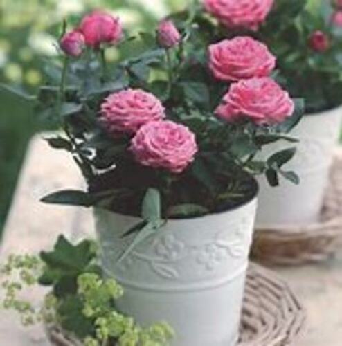 Pink Easy To Grow And Beautiful Leaf And Flowers Natural Grown Small Rose Plant