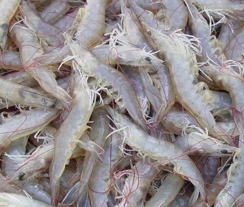 Good For Health And Rich Source Of Selenium And Zinc Frozen IQF Prawns