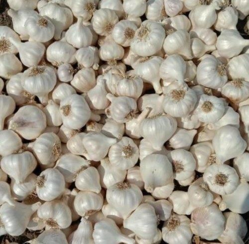 Pack Of 20 Kilograms A Grade Fresh And White Garlic