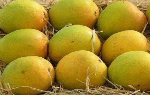 1 Week Shelf Life Yellow Sweet And Delicious Taste A Greade Fresh Mango
