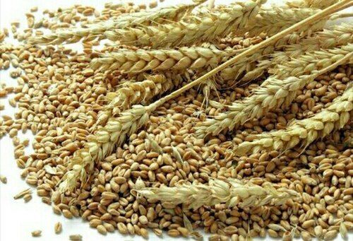 High In Protein Nutrients And Healthy Vitamins Natural Premium Wheat Grains