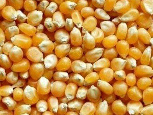 High Protein Fiber Yellow Hybrid Maize Raw Corn Seeds