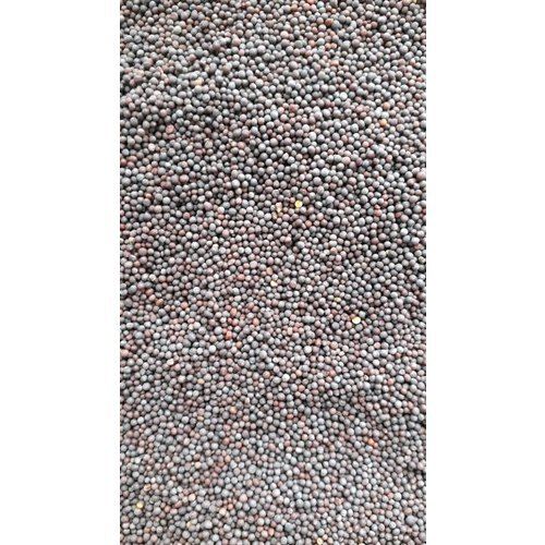 A Grade Common Cultivated Indian Origin 100 Percent Purity Edible Mustard Seeds