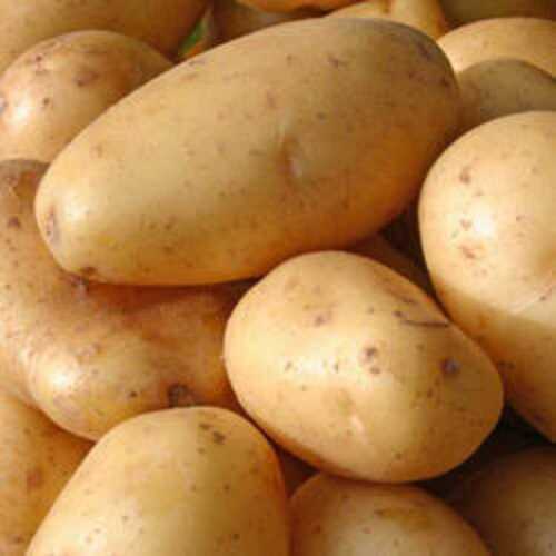 Fresh Potatoes, High In Nutritional Content And Are Rich In Taste, Normal Shape
