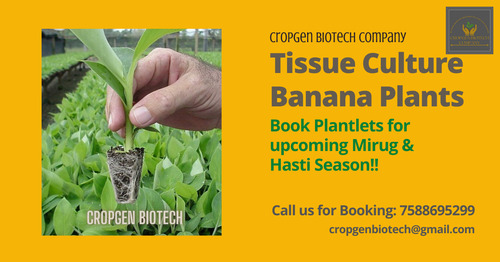 Tissue Culture Plants