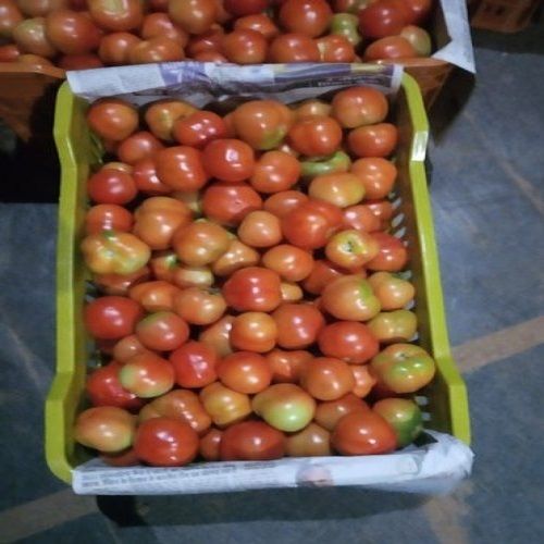 Fresh Export Quality Tomato