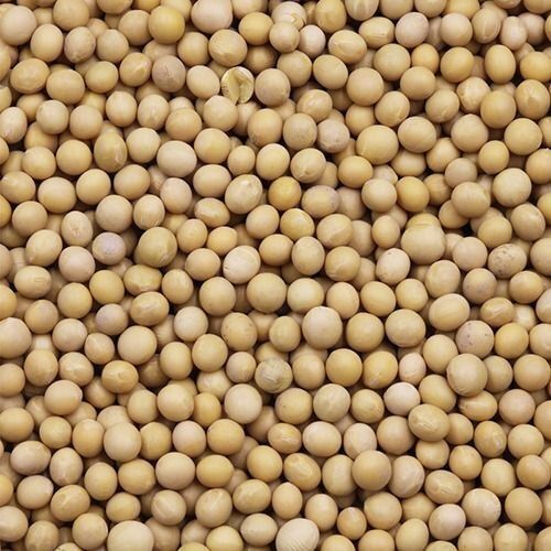 Light Brown High Quality Protein And Nutritional Fiber Promote Healthy Weight Growth Soybean Seeds