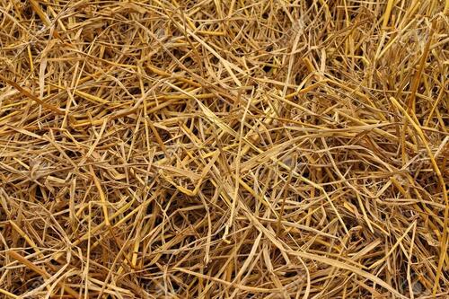 Paddy Straw - 30 Kg Roll, Ideal for Animal Feed and Mushroom Culture Usage