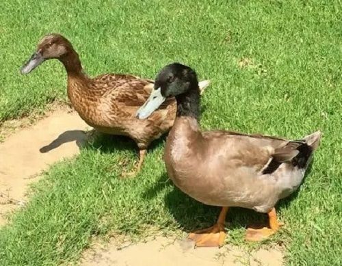 4 Week Age 250 Gram Weight Brown And Black Ducklings For Poultry Farming