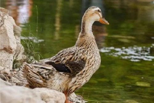 5 Week Age Disease Free Healthy Ducklings For Poultry Farming