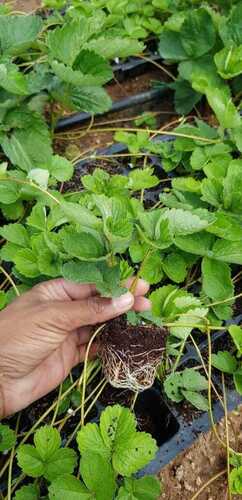 80 Mm Height Herb Straw Berry Plants