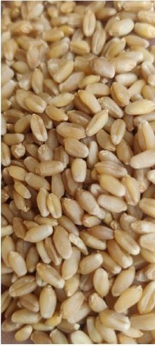 A Grade Common Cultivated Pure Dried Lokwan Wheat Grains