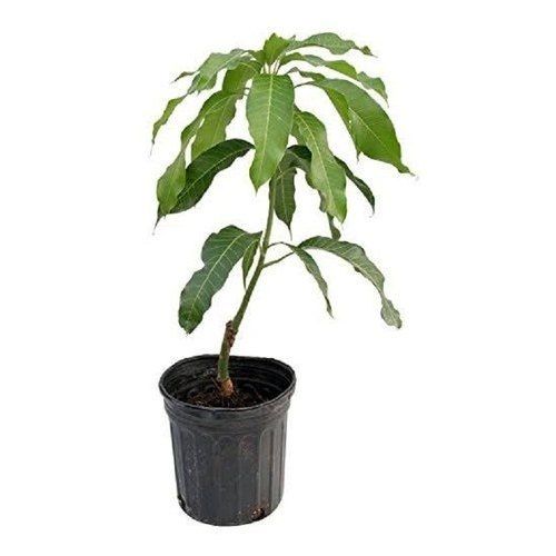 Fast Growing Evergreen In Nature Green Mango Plant