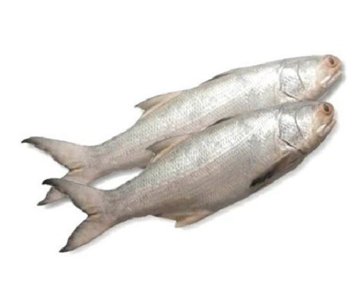 Medium Size Fresh Water Alive Bhola Fish