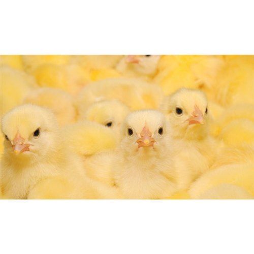 IB AP95 Yellow Broiler Chicks