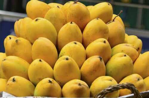 Organic Ready To Eat Farm Fresh Whole Mango Fruit (Aam)