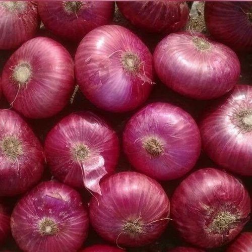 Pure And Natural Healthy Raw Seasoned Spherical Medium Size Fresh Red Onion