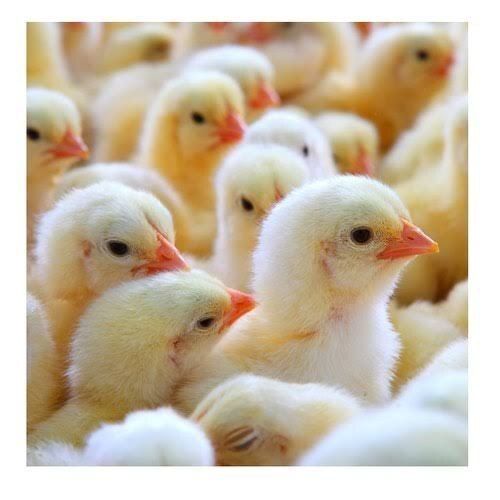 White Broiler Cobb 400 And 430 Y Chicks, 60 Gram, Age: One Day Old