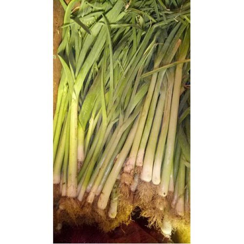 A Grade Spring Onion, Net Bag, Packaging Size Available: 10 Kg