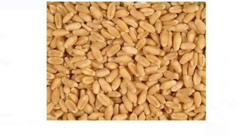 Polyester 1 Kilogram Packaging Size Natural And Dried Golden Wheat Grain 