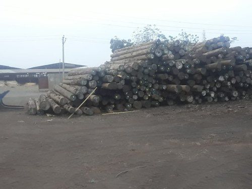 Round 10" White African Pine Round Logs For Furniture