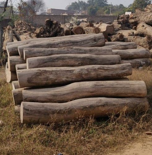 Safeda Eucalyptus Wood Logs at Rs 1000/cubic feet, Yamuna Nagar