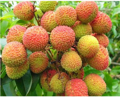 1 Kilogram Packaging Size Sweet Taste Open Air Cultivated Fresh Lichi