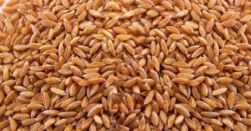 Brown Indian Wheat Seeds